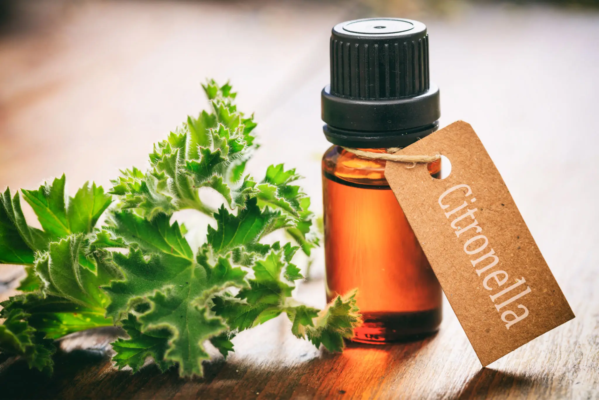 A bottle of citronella essential oil with a handwritten tag, beside fresh green leaves